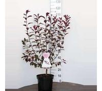 Prunus cistena - Prunier/Cerisier Des Sables À Feuilles Pourpres, 60-80 cm en pot