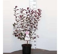 Prunus cistena - Prunier nain 60- 80 cm - conteneur