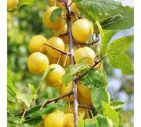 Prunus Domestica Mirabelle De Nancy - Prunier 120 cm en Pot - Plante En Pot - Floraison Avril - Hauteur 120cm