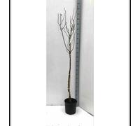Prunus dulcis amandier 7 l 100-120 cm