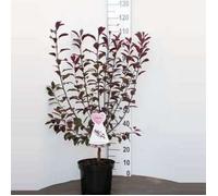 Prunus glandulosa 'Alba Plena' - Prunier à fleurs 'Alba Plena' 30- 40 cm en pot