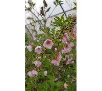 Prunus incisa 'Kojo No Mai' / à fleurs du Japon nain/Conteneur de 2 à 2.9 litres/Arbuste d'ornement