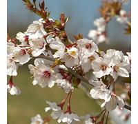 Prunus incisa Kojo-No-Mai Cerisier du Japon Arbuste Caduc Rustique