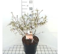 Prunus incisa 'Kojou-no-mai' - Cerisier à fentes 50- 60 cm - conteneur