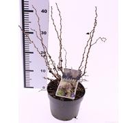 Prunus incisa 'Kojou-no-mai' - Cerisier nain 40-60 cm, Cerisier à fentes pour jardin & terrasse, Fleurs décoratives