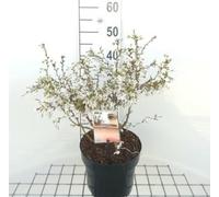 Prunus incisa 'Kojou-no-mai' - Prunus Incisa 'Kojo No Mai ' 50-60 cm en pot