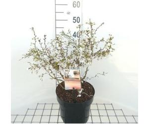 Prunus incisa 'Kojou-no-mai' - Prunus Incisa 'Kojo No Mai ' 50-60 cm en pot