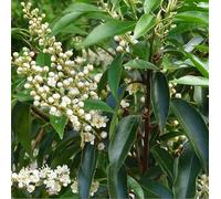 Prunus Lusitanica 'Angustifolia' (= 'Myrtifolia')- Laurier du Portugal 'Angustifolia' 30-40 cm en conteneur