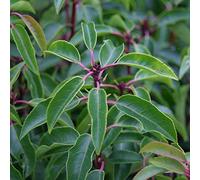 Prunus Lusitanica- Laurier du Portugal 30-40 cm en conteneur