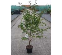 Prunus nipponica 'Ruby' - Cerisier d'ornement japonais 60- 80 cm - conteneur