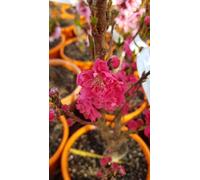 Prunus persica var nucipersica RUBIS® 'Necta Zee' / Brugnon Nain RUBIS® 'Necta Zee' / Conteneur de 5 à 6 litres/Arbuste Fruitier