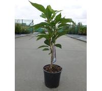Prunus serr. 'Amanogawa' - Cerisier d'ornement japonais 60- 80 cm - conteneur