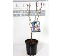 Prunus serr. 'Kanzan' - Cerisier Du Japon, Cérisier À Fleurs Japonnais 60-80 cm en pot