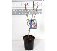 Prunus serr. 'Kanzan' - Cerisier Du Japon , Cérisier À Fleurs Japonnais 60- 80 cm en pot