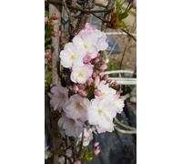 Prunus serrulata 'Amanogawa' / Cerisier du Japon colonnaire/Conteneur de 3 à 4 litres/Baliveau/Arbre-Arbuste d'ornement