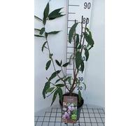 Prunus tomentosa - Cerisier feutré 30- 40 cm - conteneur