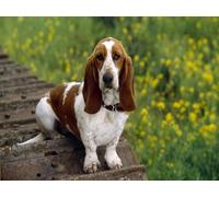 Pskgbxmu Kits de point de croix estampés Basset Hound Kit de démarrage de broderie au point de croix pré-imprimé 11CT pour adultes débutants -40x50 cm
