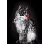 Pskgbxmu Kits de point de croix estampés chat maine coon Kit de démarrage de broderie au point de croix pré-imprimé 11CT pour adultes débutants -40x50cm