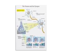 Psychology Classroom Poster The Neuron and Synapse Chart for AP Psychology Brain Unit Study Aid Canvas Print(Unframed,08X12inch(20X30cm))