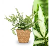 Pteris cretica Albolineata - Fougère rubanée - Plante pour animaux de compagnie - Vert - 4 Plantes - avec panier - 20cm - Ø12cm - Plante d'intérieur - Ensemble complet - Plante avec pot