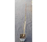 Pterocarya stenoptera/Ptérocaryer de Chine/Conteneur de 2 à 2.9 litres/Baliveau/Arbre d'ornement