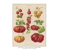 PTHEN Impression sur Toile Peinture Affiche Vintage De Légumes, De Fruits, D'études Botaniques, D'illustrations, De Chou, De Radis, Peinture sur Toile, Tableau Mural, Décoration De Maison(O,50x70cm)