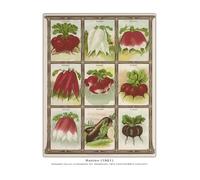 PTHEN Impression sur Toile Peinture Affiche Vintage De Légumes, De Fruits, D'études Botaniques, D'illustrations, De Chou, De Radis, Peinture sur Toile, Tableau Mural, Décoration De Maison(G,30x40cm)