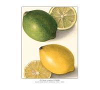 PTHEN Impression sur Toile Peinture Affiche Vintage De Légumes, De Fruits, D'études Botaniques, D'illustrations, De Chou, De Radis, Peinture sur Toile, Tableau Mural, Décoration De Maison(M,20x30cm)