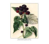 PTHEN Impression sur Toile Peinture Affiche Vintage De Légumes, De Fruits, D'études Botaniques, D'illustrations, De Chou, De Radis, Peinture sur Toile, Tableau Mural, Décoration De Maison(K,40x60cm)