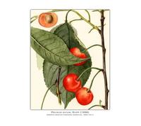 PTHEN Impression sur Toile Peinture Affiche Vintage De Légumes, De Fruits, D'études Botaniques, D'illustrations, De Chou, De Radis, Peinture sur Toile, Tableau Mural, Décoration De Maison(H,40x60cm)