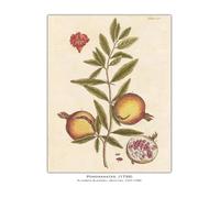 PTHEN Impression sur Toile Peinture Affiche Vintage De Légumes, De Fruits, D'études Botaniques, D'illustrations, De Chou, De Radis, Peinture sur Toile, Tableau Mural, Décoration De Maison(E,40x60cm)