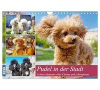 Pudel in der Stadt. Urbane Momente voller Charme und Lebensfreude (Wandkalender 2026 DIN A4 quer), CALVENDO Monatskalender: Das urbane Leben von ... fröhlichen Hunden in tollen Illustrationen