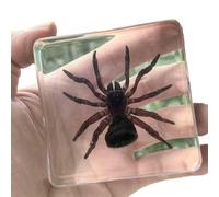 PUFAHAU Spécimen D'Araignée en Résine, Presse-Papier De Bureau en Résine, Taxidermie Animale, Spécimen De e Sciences pour l'enseignement des Sciences, Transparent, 7 Cm