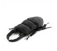 PuffPurrs Réaliste Serrognathus Titanus Peluche, Mandibules Dentelées Réalistes Jouet Rembourré, Mignon Scarabée Géant Noir Cadeau Unique, 26 cm