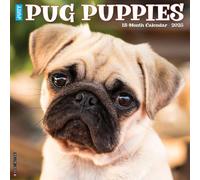 Pug Puppies 2026 12 X 12 Wall Calendar