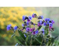 Pulmonaria officinalis - Pulmonaire officinale 20 Graines, plante vivace