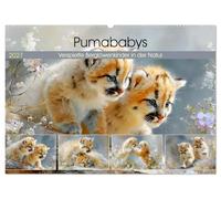 Pumababys. Verspielte Berglöwenkinder in der Natur (Wandkalender 2027 DIN A2 quer), CALVENDO Monatskalender: Malerische Bilder mit putzigen Berglöwenbabys in sanften, künstlerischen Naturdarstellungen