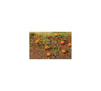 Pumpkins 6 Pieces - Faller F181258-Faller