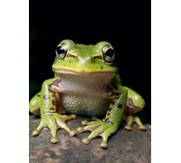 Punch Needle Kit Adulte Animal Grenouilletapis À Loquet Pour Bricolage Avec Ensembles D'Outils De Coussin De Point De Croix Pour Débutants Et Adultes Kit De Tapisserie À Broder Grand 31x63in