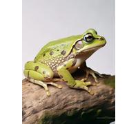 Punch Needle Kit Adulte Animal Grenouilletapis À Loquet Pour Bricolage Avec Ensembles D'Outils De Coussin De Point De Croix Pour Débutants Et Adultes Kit De Tapisserie À Broder Grand 35x46in