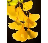 Punch Needle Kit Adulte Feuille De Ginkgotapis À Loquet Pour Bricolage Avec Ensembles D'Outils De Coussin De Point De Croix Pour Débutants Et Adultes Kit De Tapisserie À Broder Grand 31x63in