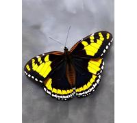 Punch Needle Kit Adulte Papillon Animal Fantastiquetapis À Loquet Pour Bricolage Avec Ensembles D'Outils De Coussin De Point De Croix Pour Débutants Et Adultes Kit De Tapisserie À Brod 31x63in