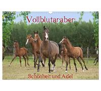 Pur-sang arabe - beauté et noblesse, Version française (Calendrier mural 2026 DIN A3 portrait), Calendrier CALVENDO mensuel