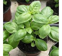 puran 500pcs / Sac De Graines pour La Plantation, Graines De Basilic Citron Vert Vivace Thérapeutique Naturelle pour Serre Graines de Basilic au Citron