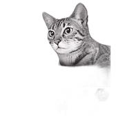 Purina Proplan Chat Stérilisé Adulte Optidigest Riche En Poulet 10 Kg