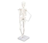 PUSOKEI Modèle de Squelette de Structure Osseuse Humaine en PVC |Mini 45 Cm avec Bras Mobiles, Jambes et Support pour la Science