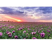 Puzzle 100 pièces Champ de Coquelicots romantiques Ciel Coucher de Soleil Violet 45,5 x 35,5 cm