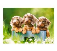 Puzzle 100 pièces : Mignons teckels Castorland G