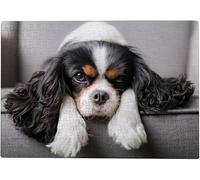 Puzzle 100 pièces pour Adultes Cavalier King Charles Spaniel 45,5 x 35,5 cm