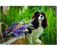 Puzzle 100 pièces pour Adultes - Cavalier King Charles Spaniel avec Fleurs de Lupin 45,5 x 35,5 cm